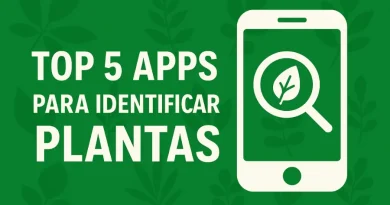 Top 5 aplicativos para identificar plantas no celular.