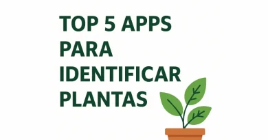 Top 5 aplicativos para identificar plantas.