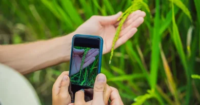 Mãos usando smartphone para fotografar e identificar plantas em um campo verde.