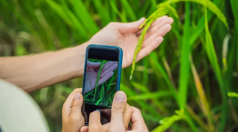 Mãos usando smartphone para fotografar e identificar plantas em um campo verde.